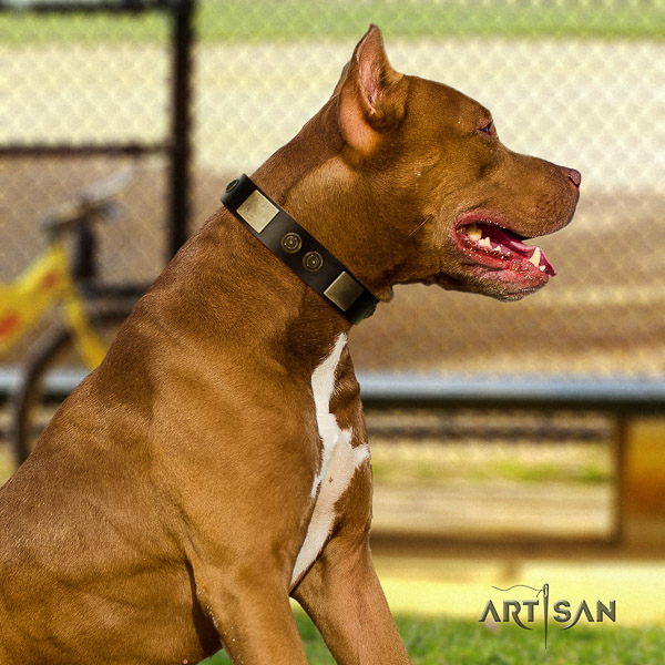 Pitbull incredible adorned leather dog collar for easy wearing