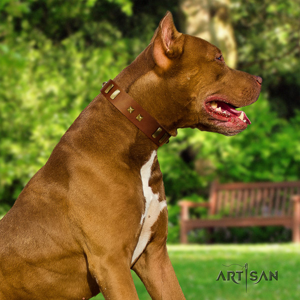 Pitbull fashionable studded leather dog collar for everyday walking