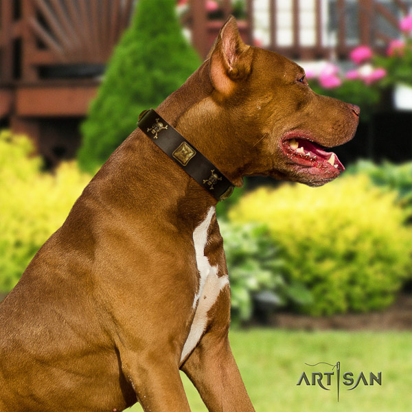 Pitbull amazing studded natural leather dog collar for handy use