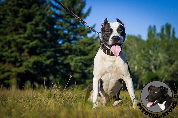 Spiked leather Pitbull dog collar for walking in style