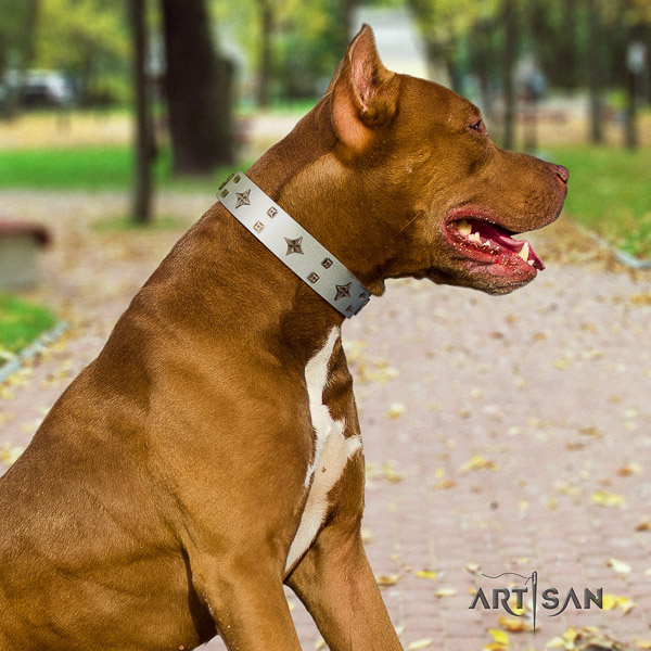 Pitbull designer adorned leather dog collar for stylish walking