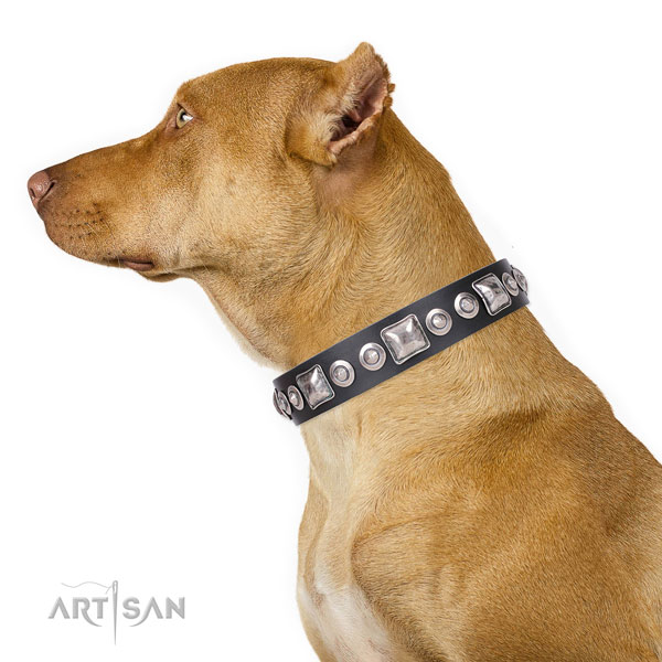 Pitbull stylish full grain natural leather dog collar for everyday use