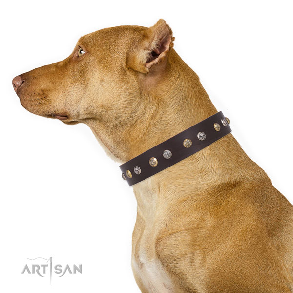 Pitbull best quality natural genuine leather dog collar for daily walking