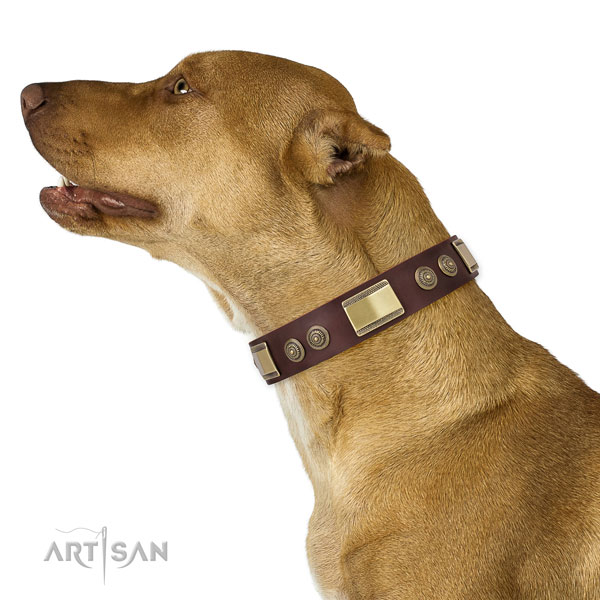 Pitbull handmade leather dog collar for daily use
