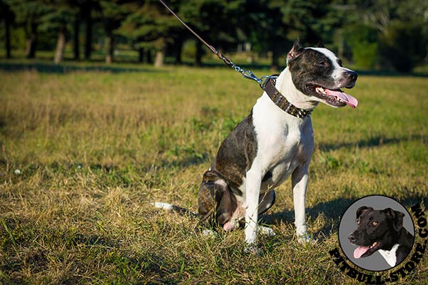 Finest quality leather Pitbull collar with adornment