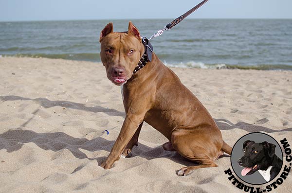 Durable Pitbull dog collar with nickel-plated spikes and brass studs