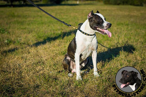 Pitbull collar with studs