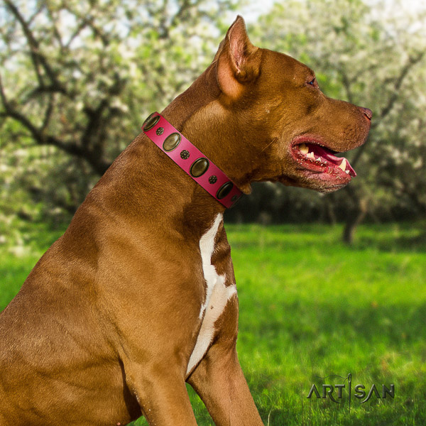 Pitbull trendy adorned full grain leather dog collar for easy wearing