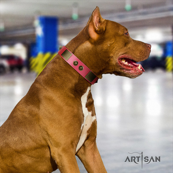 Pitbull extraordinary adorned leather dog collar for handy use