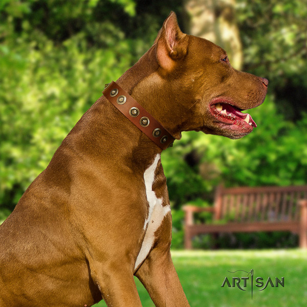 Pitbull remarkable adorned natural leather dog collar for daily walking