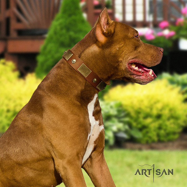 Pitbull exquisite embellished full grain natural leather dog collar for everyday use