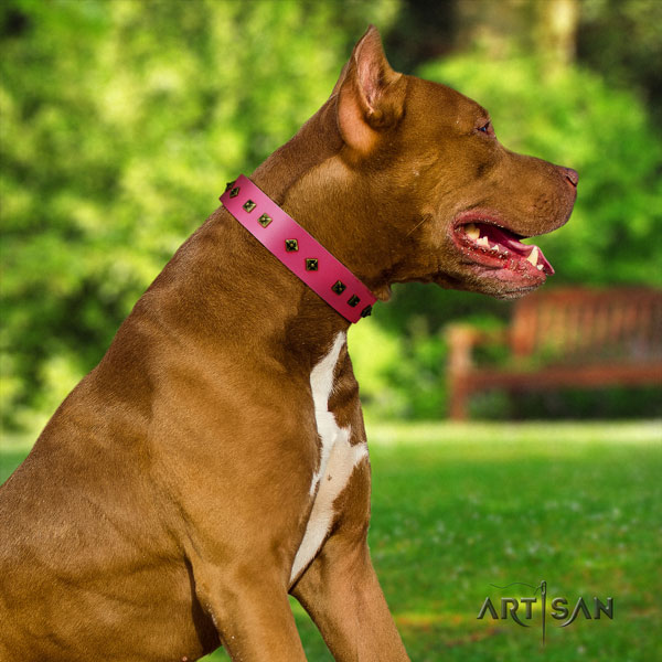 Pitbull comfortable natural genuine leather dog collar with fashionable studs