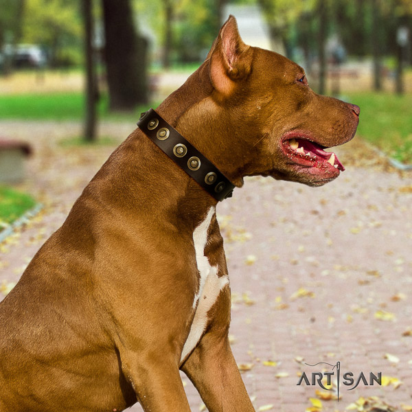 Pitbull significant embellished full grain genuine leather dog collar for daily walking