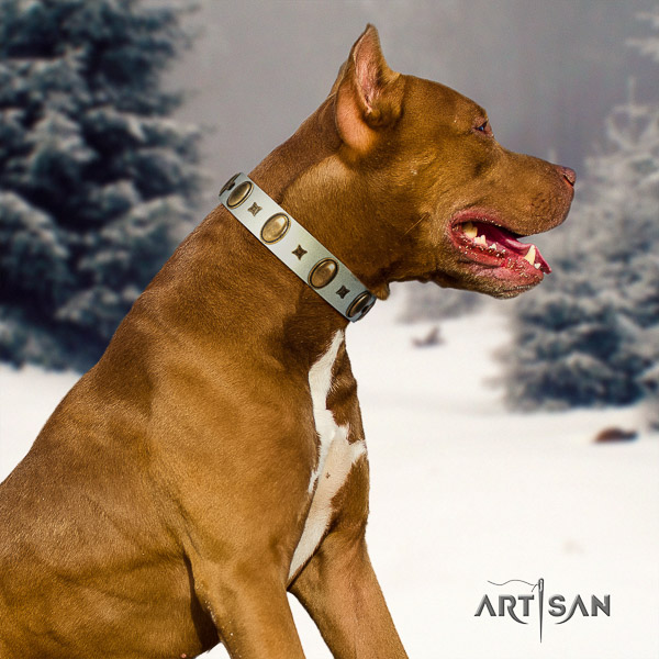 Pitbull designer adorned full grain natural leather dog collar for walking