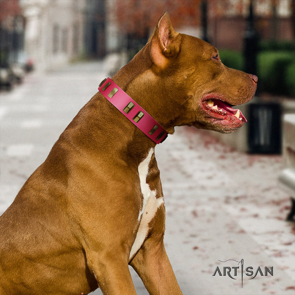 Pitbull stunning decorated natural leather dog collar for daily walking