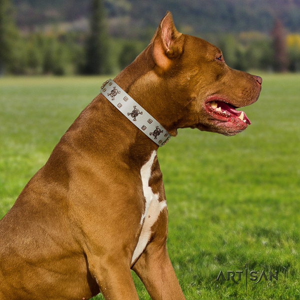 Pitbull significant embellished full grain natural leather dog collar for daily use
