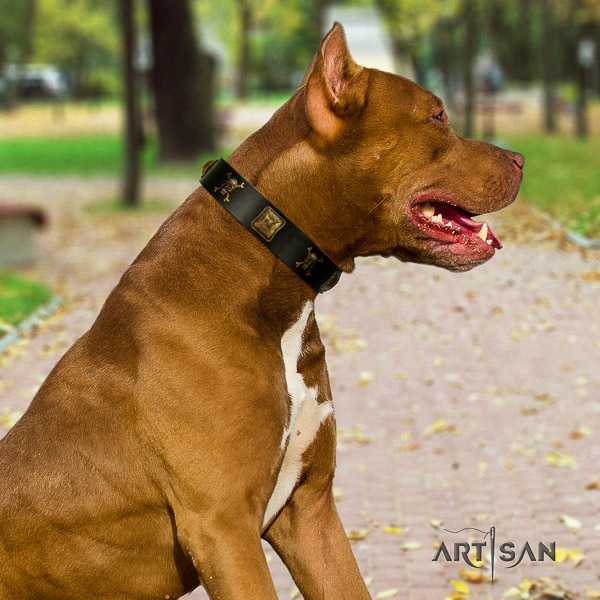 Pitbull incredible decorated genuine leather dog collar for easy wearing