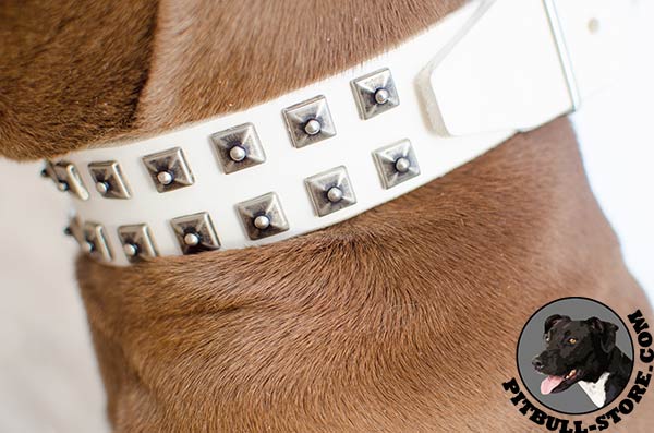 Durable white leather Pitbull collar for walking and training