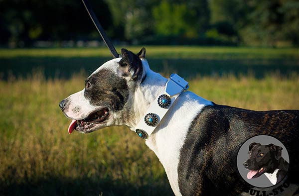 Stylish white leather Pitbull walking collar