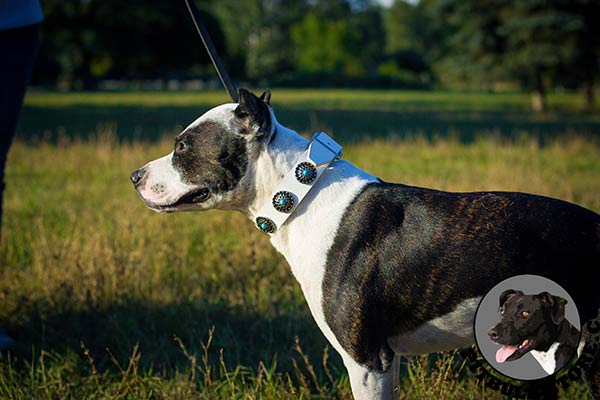 Silver plated decorations on leather Pitbull collar