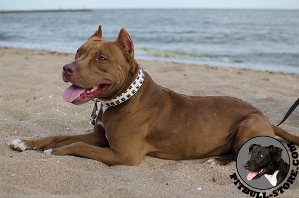 White leather collar with dotted square studs for Pitbull