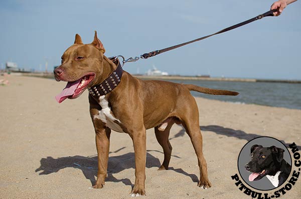 Decorated leather dog collar on Pitbull