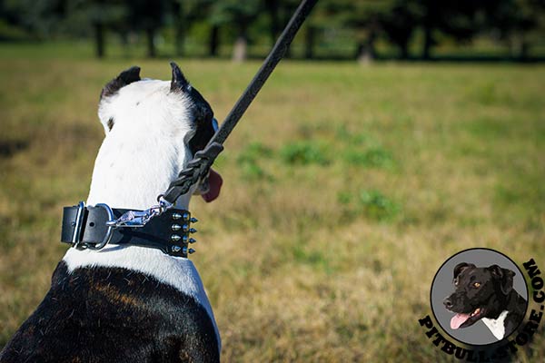 Decorated leather dog collar with sturdy hardware for Pitbull