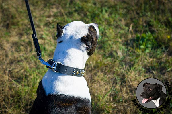 Rustproof metal details on leather Pitbull collar