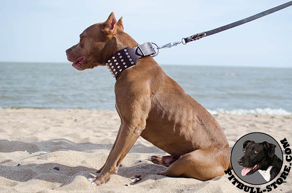 Studded Pitbull collar made of extra wide genuine leather