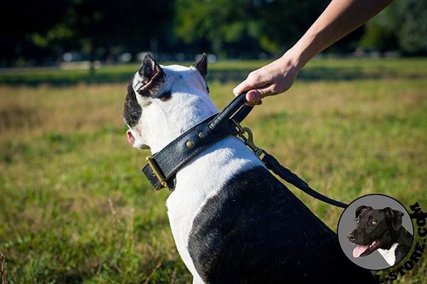 Soft grip handle on leather Pitbull collar