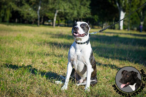 Pitbull collar of strong leather