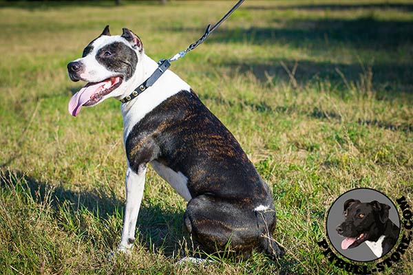 Genuine leather Pitbull collar