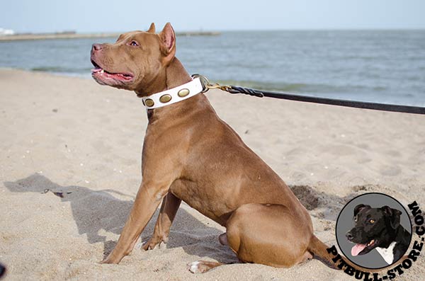 Stylish white leather Pitbull collar with oval plates