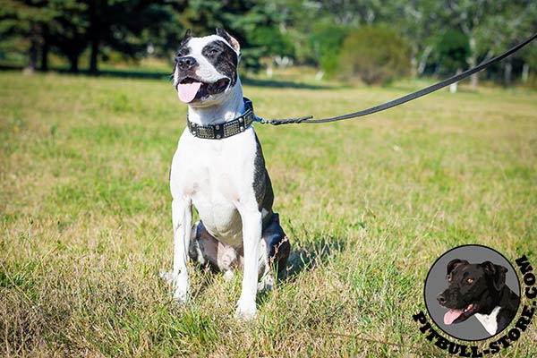 Leather Pitbull collar with waxed edges