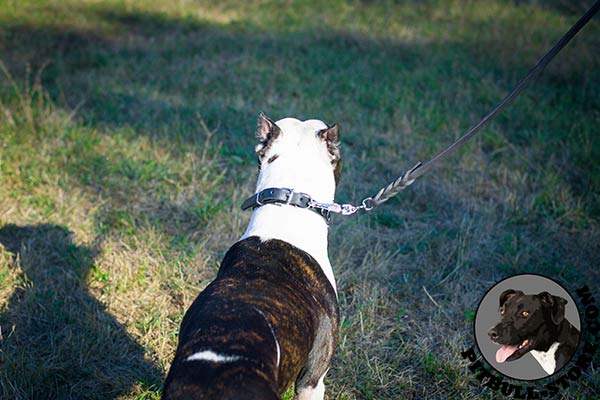Leather Pitbull collar with reliable hardware
