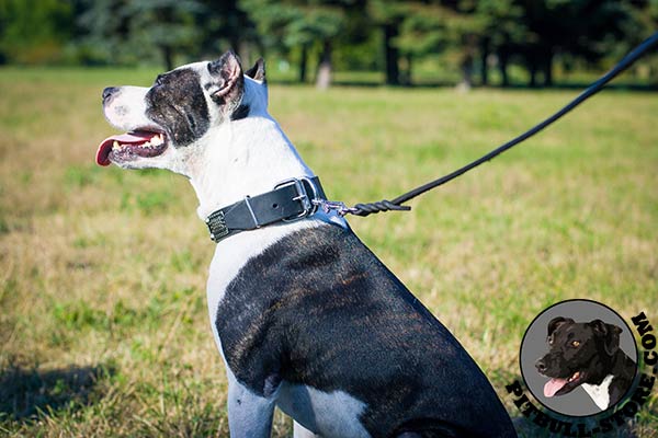 Pitbull collar with rustproof hardware