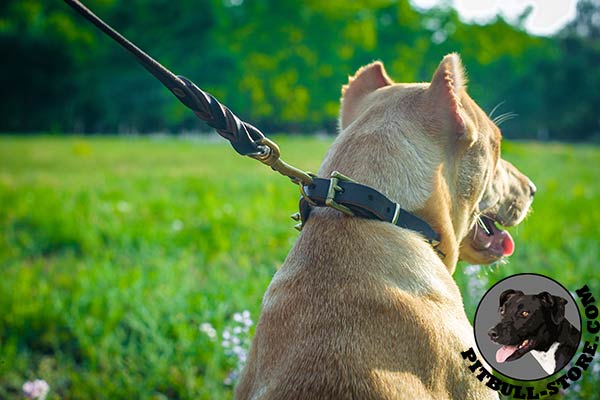 Handcrafted leather Pitbull collar