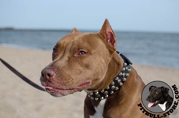 Wide leather dog collar for Pitbull with pyramids and studs