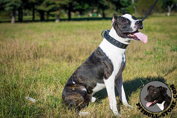 Neatly hand set plates with rivets on leather Pitbull collar