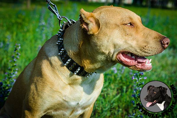 Stylish leather collar for Pitbull