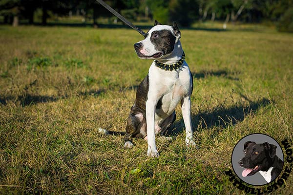 Pitbull collar with brass spikes for everyday street walks