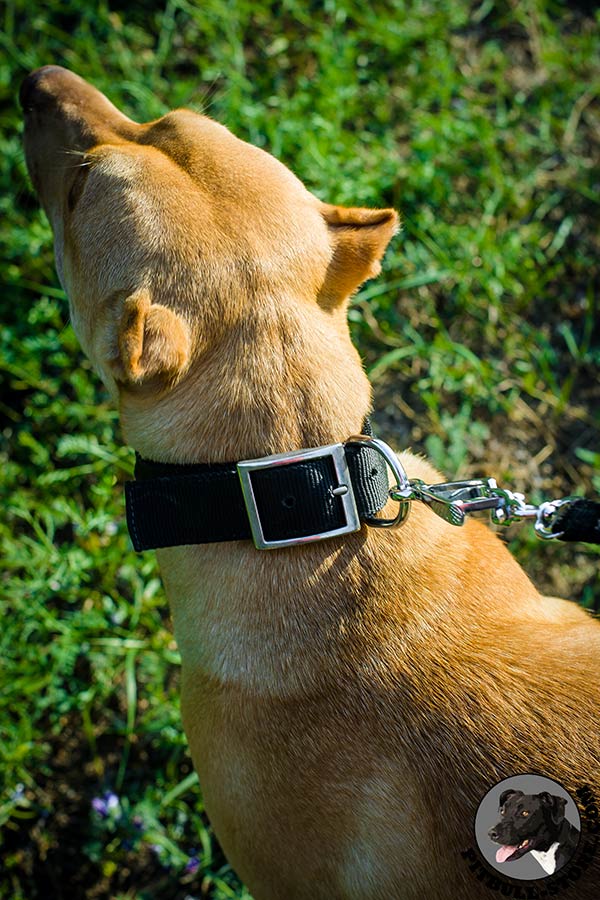 Strong nylon Pitbull collar with silvery hardware