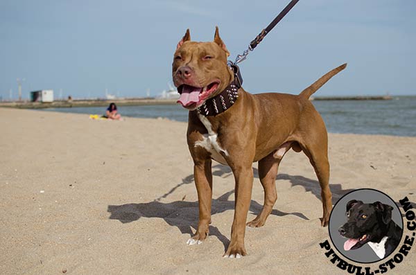 Extra Wide Pitbull collar of strong leather