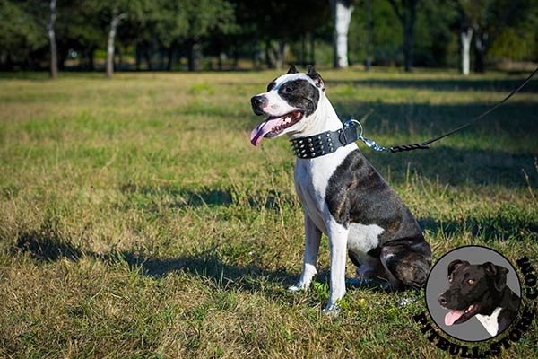 Genuine leather Pitbull collar with spikes and studs