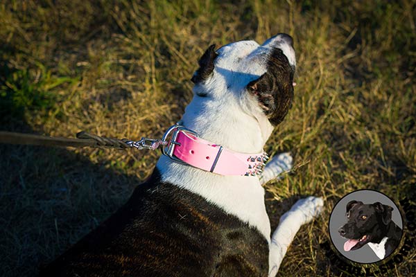 Nickel-plated buckle and D-ring on pink leather Pitbull collar