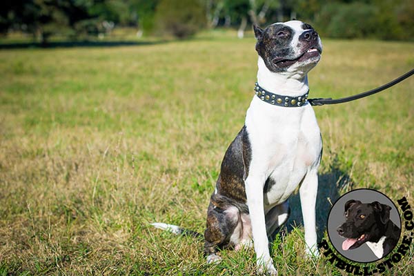 Stylish leather collar for Pitbull