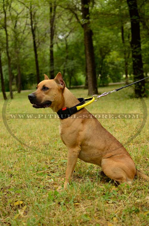 Professional Training Dog Collar