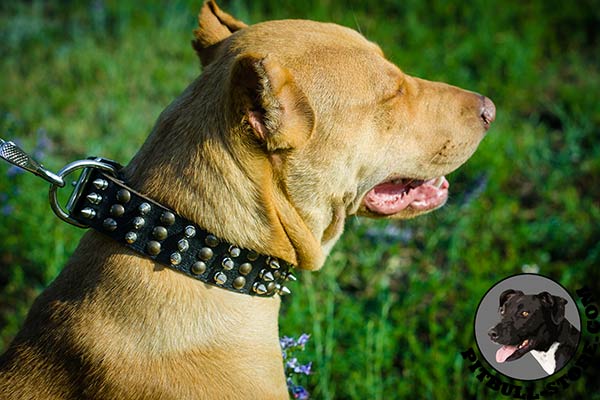 New design leather dog collar for Pitbulls