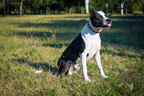 Pitbull black leather collar with rustless hardware for daily activity