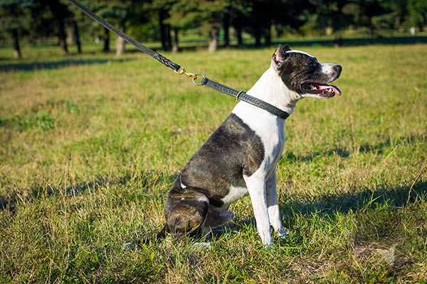 Pitbull black leather collar with rust-proof hardware for perfect control